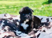 Yellow , a male Australian Shepherd for sale in Kingston, OH – 3 of 4