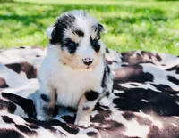 Red, a male Australian Shepherd for sale in Kingston, OH – 4 of 4