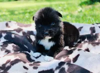 Yellow , a male Australian Shepherd for sale in Kingston, OH – 2 of 4