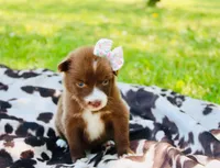 Light purple , a female Australian Shepherd for sale in Kingston, OH – 4 of 4