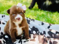 Light purple , a female Australian Shepherd for sale in Kingston, OH – 3 of 4