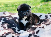 Yellow , a male Australian Shepherd for sale in Kingston, OH – 1 of 4