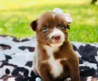 Light purple , a female Australian Shepherd for sale in Kingston, OH – 2 of 4