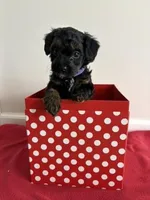 Vixon, a female Miniature Goldendoodle for sale in Farmersburg, IN – Photo 2 of 3