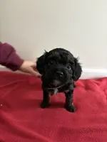 Vixon, a female Miniature Goldendoodle for sale in Farmersburg, IN – Photo 1 of 3