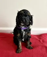 Vixon, a female Miniature Goldendoodle for sale in Farmersburg, IN – Photo 3 of 3