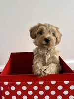 Comet, a male Miniature Goldendoodle for sale in Farmersburg, IN – Photo 2 of 3