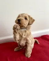 Comet, a male Miniature Goldendoodle for sale in Farmersburg, IN – Photo 1 of 3