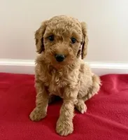 Blitzen, a female Miniature Goldendoodle for sale in Farmersburg, IN – Photo 2 of 3