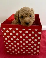 Blitzen, a female Miniature Goldendoodle for sale in Farmersburg, IN – Photo 1 of 3