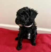 Dancer, a female Miniature Goldendoodle for sale in Farmersburg, IN – Photo 1 of 3