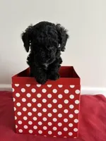 Dancer, a female Miniature Goldendoodle for sale in Farmersburg, IN – Photo 2 of 3