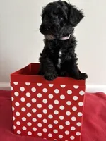 Dancer, a female Miniature Goldendoodle for sale in Farmersburg, IN – Photo 3 of 3