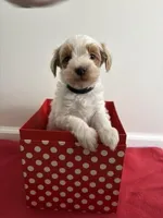Rudolph, a male Miniature Goldendoodle for sale in Farmersburg, IN – Photo 2 of 3