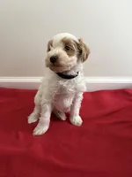 Rudolph, a male Miniature Goldendoodle for sale in Farmersburg, IN – Photo 3 of 3