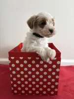 Rudolph, a male Miniature Goldendoodle for sale in Farmersburg, IN – Photo 1 of 3