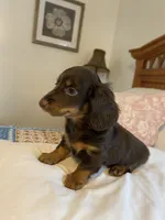 buddy, a male Miniature Dachshund for sale in Fort Defiance, VA – 7 of 8