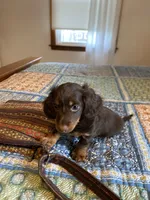buddy, a male Miniature Dachshund for sale in Fort Defiance, VA – 4 of 8
