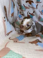 spot, a male Miniature Dachshund for sale in Fort Defiance, VA – 5 of 5