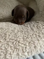 Daisy, a female Miniature Dachshund for sale in Fort Defiance, VA – 6 of 9