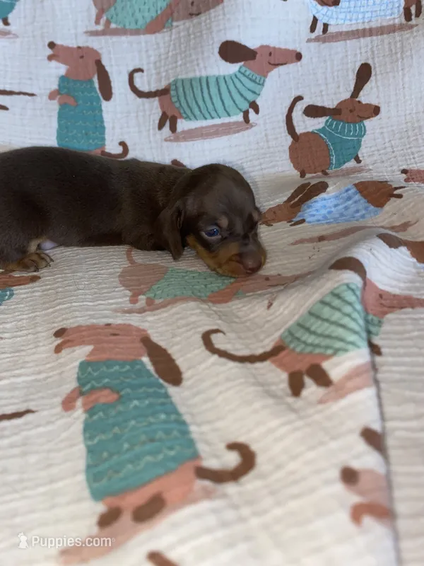 buddy – Miniature Dachshund puppy for sale in Fort Defiance, VA