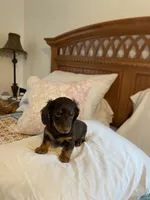 buddy, a male Miniature Dachshund for sale in Fort Defiance, VA – 5 of 8