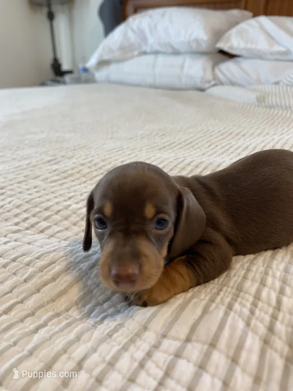 buddy – Miniature Dachshund puppy for sale in Fort Defiance, VA