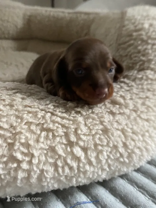 Daisy – Miniature Dachshund puppy for sale in Fort Defiance, VA