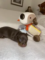 boy 1, a male Miniature Dachshund for sale in Fort Defiance, VA – Photo 1 of 4