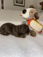 boy 1, a male Miniature Dachshund for sale in Fort Defiance, VA – Photo 2 of 4