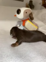 boy 1, a male Miniature Dachshund for sale in Fort Defiance, VA – Photo 4 of 4