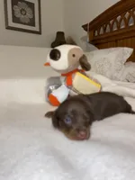 precious , a female Miniature Dachshund for sale in Fort Defiance, VA – Photo 1 of 2