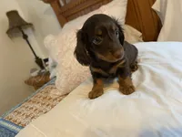 buddy, a male Miniature Dachshund for sale in Fort Defiance, VA – 8 of 8