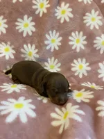 Daisy, a female Miniature Dachshund for sale in Fort Defiance, VA – 3 of 9