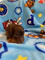 buddy, a male Miniature Dachshund for sale in Fort Defiance, VA – 2 of 4