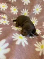 Daisy, a female Miniature Dachshund for sale in Fort Defiance, VA – 2 of 9