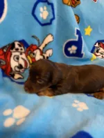 buddy, a male Miniature Dachshund for sale in Fort Defiance, VA – 3 of 4