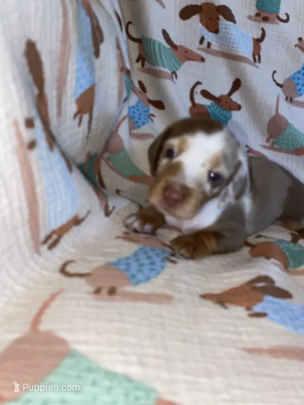 spot – Miniature Dachshund puppy for sale in Fort Defiance, VA