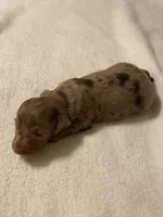 spot, a male Miniature Dachshund for sale in Fort Defiance, VA – Photo 4 of 4