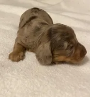 spot, a male Miniature Dachshund for sale in Fort Defiance, VA – Photo 3 of 4