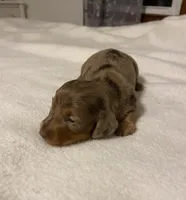 spot, a male Miniature Dachshund for sale in Fort Defiance, VA – Photo 2 of 4