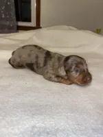 spot, a male Miniature Dachshund for sale in Fort Defiance, VA – Photo 1 of 4