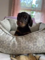 buddy, a male Miniature Dachshund for sale in Fort Defiance, VA – 2 of 8