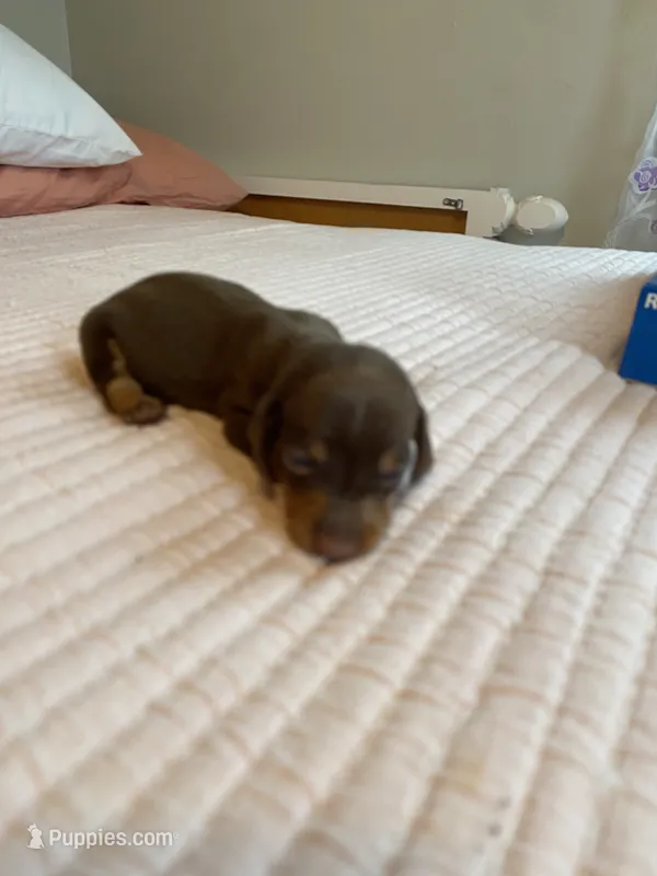 buddy – Miniature Dachshund puppy for sale in Fort Defiance, VA