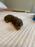 buddy, a male Miniature Dachshund for sale in Fort Defiance, VA – 1 of 1