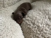 Daisy, a female Miniature Dachshund for sale in Fort Defiance, VA – 4 of 9