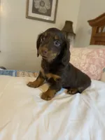 buddy, a male Miniature Dachshund for sale in Fort Defiance, VA – 6 of 8