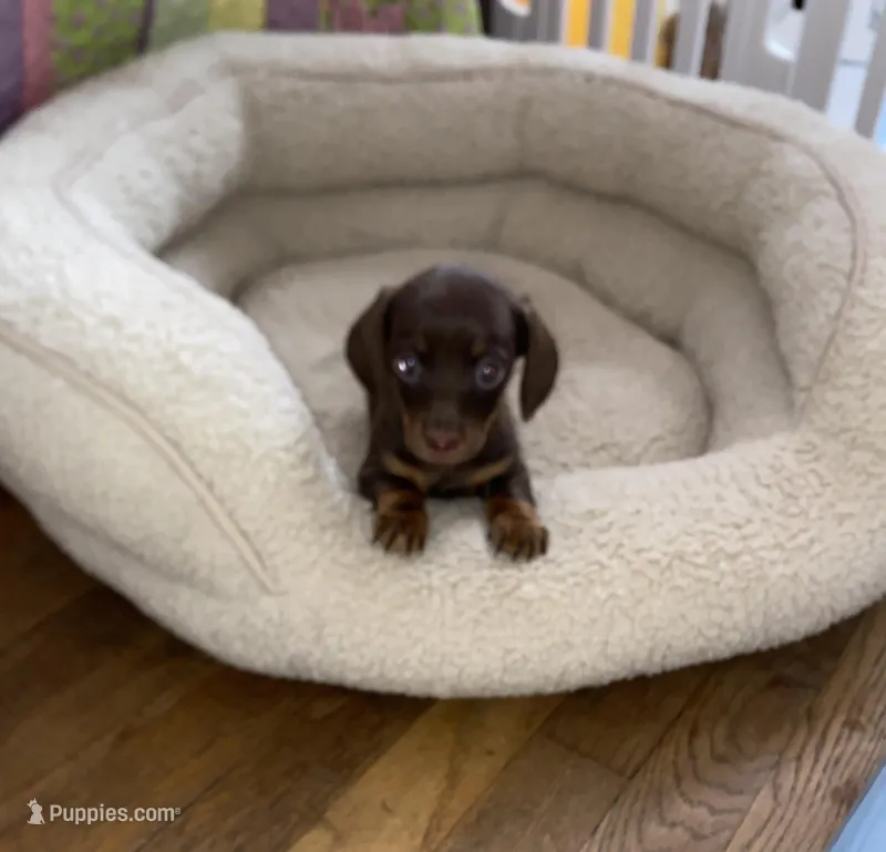 pretty girl – Miniature Dachshund puppy for sale in Fort Defiance, VA