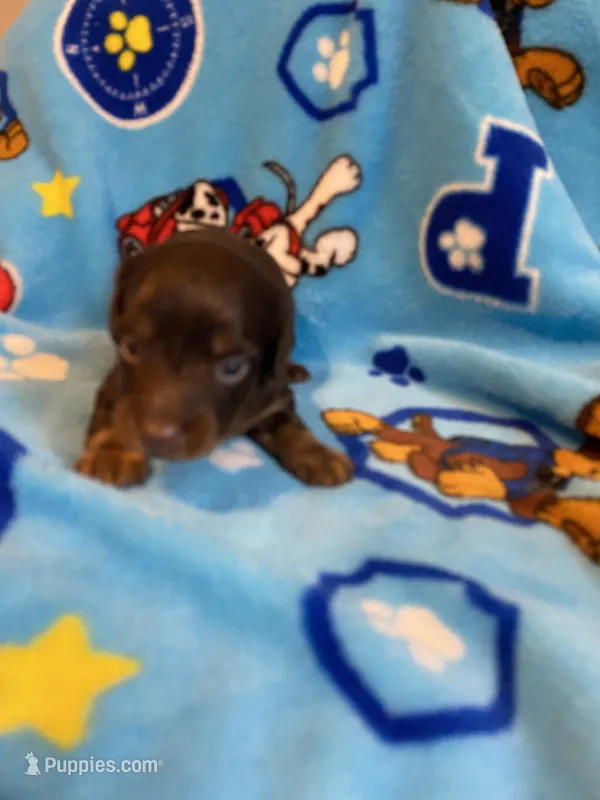 buddy – Miniature Dachshund puppy for sale in Fort Defiance, VA