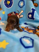 buddy, a male Miniature Dachshund for sale in Fort Defiance, VA – 1 of 4